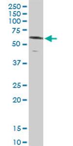 NR1D2 Antibody in Western Blot (WB)