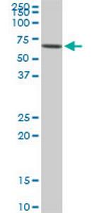 AKT3 Antibody in Western Blot (WB)