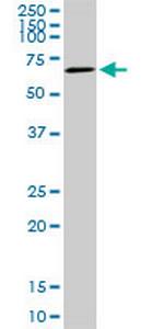 AKT3 Antibody in Western Blot (WB)