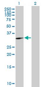 GNPDA1 Antibody in Western Blot (WB)