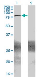 ZBTB33 Antibody in Western Blot (WB)