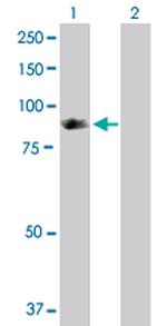 SH2D3C Antibody in Western Blot (WB)