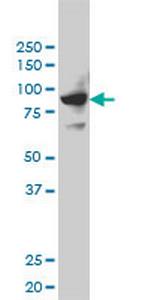 SH2D3C Antibody in Western Blot (WB)