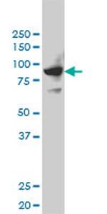 SH2D3C Antibody in Western Blot (WB)