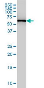 FARSLB Antibody in Western Blot (WB)