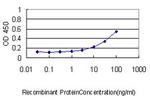 DNM1L Antibody in ELISA (ELISA)