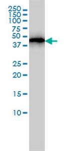 ACTR3 Antibody in Western Blot (WB)