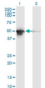 PDIA6 Antibody in Western Blot (WB)