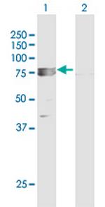 TRAP1 Antibody in Western Blot (WB)