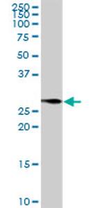 BCAP31 Antibody in Western Blot (WB)