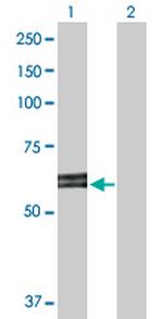 ABI2 Antibody in Western Blot (WB)