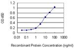 DHRS2 Antibody in ELISA (ELISA)