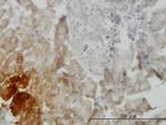 GDF11 Antibody in Immunohistochemistry (Paraffin) (IHC (P))