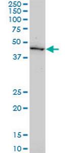 GDF11 Antibody in Western Blot (WB)