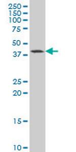 GDF11 Antibody in Western Blot (WB)