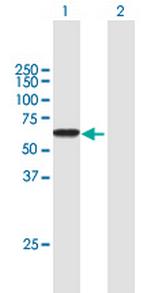 IKZF1 Antibody in Western Blot (WB)