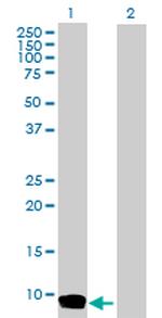 CCL26 Antibody in Western Blot (WB)