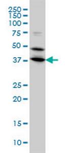 BPNT1 Antibody in Western Blot (WB)