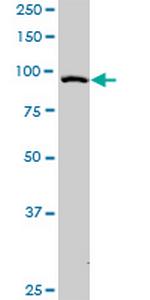 RAPGEF3 Antibody in Western Blot (WB)