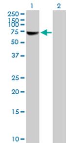 YAP1 Antibody in Western Blot (WB)