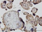 YAP1 Antibody in Immunohistochemistry (Paraffin) (IHC (P))