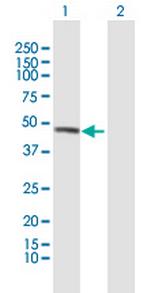 UBAC1 Antibody in Western Blot (WB)