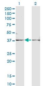 FST Antibody in Western Blot (WB)