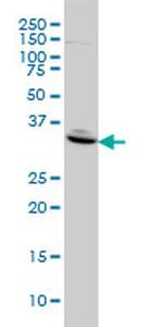 FST Antibody in Western Blot (WB)