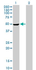 STK25 Antibody in Western Blot (WB)