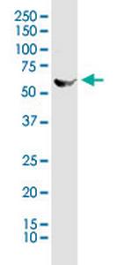 STK25 Antibody in Western Blot (WB)