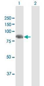 SEMA4F Antibody in Western Blot (WB)