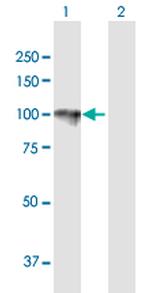 HYOU1 Antibody in Western Blot (WB)