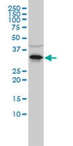 RNASEH2A Antibody in Western Blot (WB)