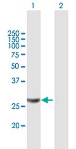 MRPL28 Antibody in Western Blot (WB)