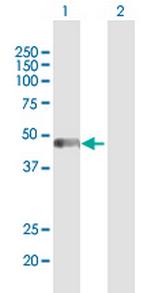 PAICS Antibody in Western Blot (WB)