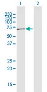 POLR3C Antibody in Western Blot (WB)