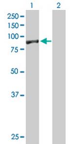 EXOC5 Antibody in Western Blot (WB)