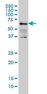 IMP-3 Antibody in Western Blot (WB)