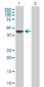 KHDRBS1 Antibody in Western Blot (WB)