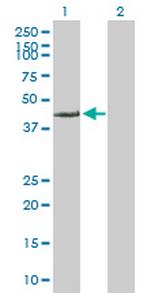 FARS2 Antibody in Western Blot (WB)