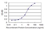 FARS2 Antibody in ELISA (ELISA)