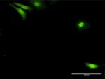 NUDC Antibody in Immunocytochemistry (ICC/IF)