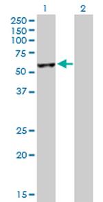 NUDC Antibody in Western Blot (WB)