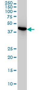 NUDC Antibody in Western Blot (WB)