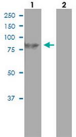 HBS1L Antibody in Western Blot (WB)