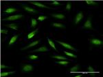 ZNF274 Antibody in Immunocytochemistry (ICC/IF)