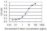 SEC24A Antibody in ELISA (ELISA)