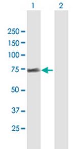 FRS2 Antibody in Western Blot (WB)