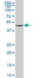 RUVBL2 Antibody in Western Blot (WB)