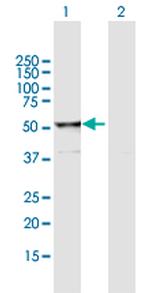 RUVBL2 Antibody in Western Blot (WB)